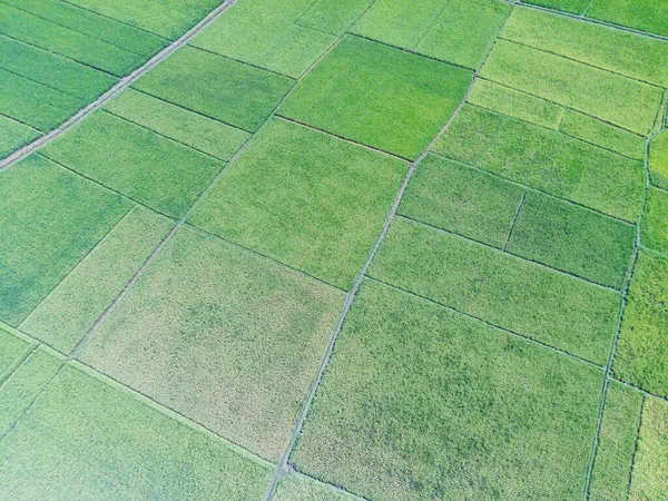 アブストラクト赤外線背景Cikancung Indonesiaにおける水田 緑と涼しい フォーカスじゃない — ストック写真
