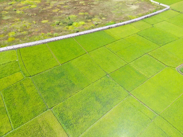 アブストラクト赤外線背景Cikancung Indonesiaにおける水田 緑と涼しい フォーカスじゃない — ストック写真