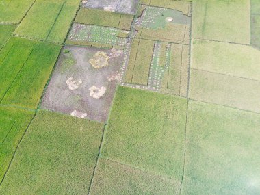 Cikancung - Endonezya 'nın birçok bölgesini süsleyen soyut Odaklanamayan Bulanık Arkaplan tarım alanları. Odaklanma