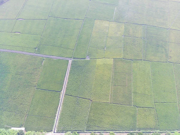 Resumen Desenfocado Desenfocado Antecedentes Borrosos Arrozales Aéreos Alrededor Fábricas Áreas —  Fotos de Stock