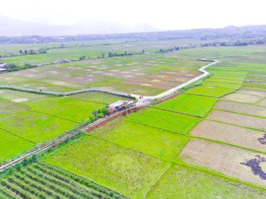 Endonezya 'nın Cikancung bölgesindeki hasattan sonra pirinç tarlalarının bulanık arkaplan fotoğrafı. Odaklanma