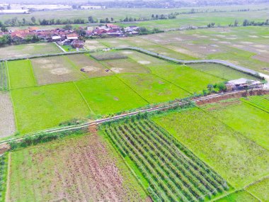 Endonezya 'nın Cikancung bölgesindeki pirinç tarlaları arasında soyut Odaklanmış Bulanık Arkaplan Hava Sebze Plantasyonu. Odaklanma
