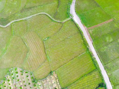 Endonezya 'nın Cikancung bölgesindeki sıcak bir günde tarımsal bir alanın bulanık arkaplan fotoğrafı. Odaklanma