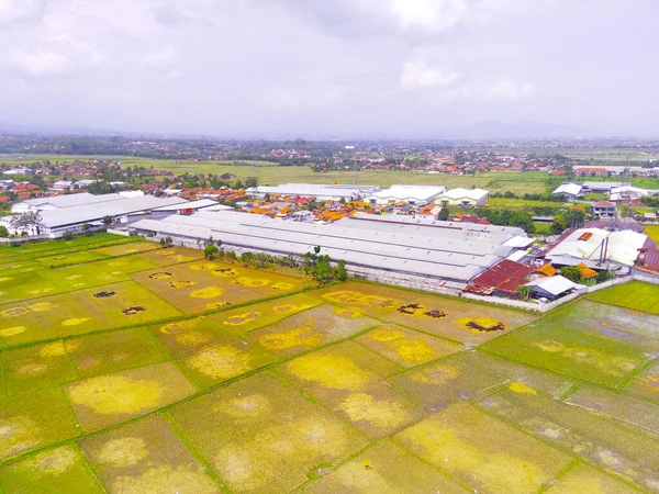 Defocused Blurred Background Aerial Photo Rice Field Field 인도네시아 Cikancung — 스톡 사진