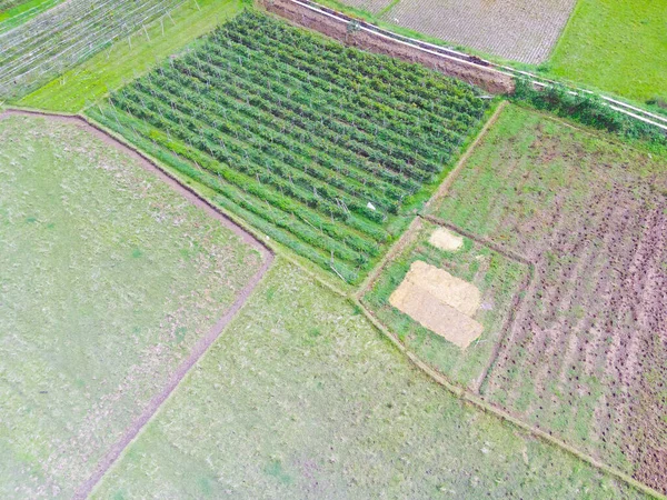 アブストラクト赤外線背景チカンプン地域の水田間の空中植物プランテーション インドネシア フォーカスじゃない — ストック写真