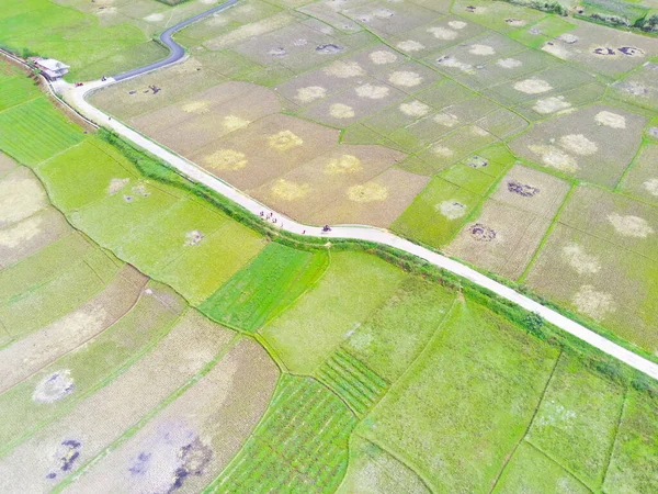 Abstract Defokussierter Verschwommener Hintergrund Luftaufnahme Der Reisfeldrandschaft Nach Der Ernte — Stockfoto