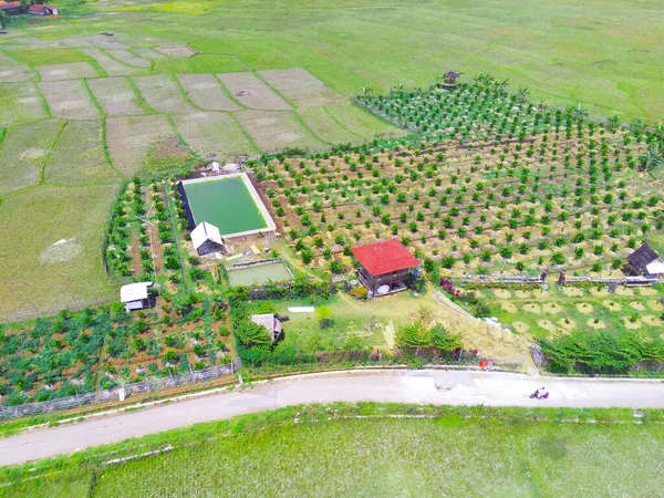 アブストラクト赤外線背景チカンプン地域の水田間の空中植物プランテーション インドネシア フォーカスじゃない — ストック写真