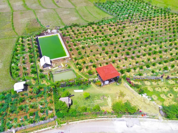 アブストラクト赤外線背景チカンプン地域の水田間の空中植物プランテーション インドネシア フォーカスじゃない — ストック写真