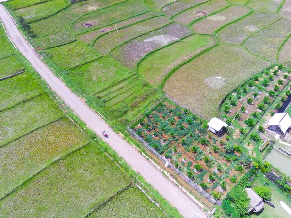 Resumen Desenfocado Blurred Background Plantación Aérea Hortalizas Entre Arrozales Área —  Fotos de Stock