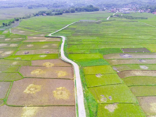 Abstract Defocus Blurred Background Aerial Ein Pfad Inmitten Der Reisfelder — Stockfoto
