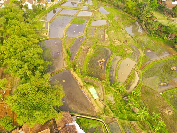 要約赤外線背景Cikancung地域 インドネシアで雨の後に浸水した空中水田 フォーカスじゃない — ストック写真