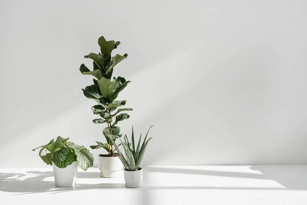 Reklamekoncept Lyrata Træ Grøn Frodig Calathea Orbifolia Aloe Stående Urtepotter - Stock-foto