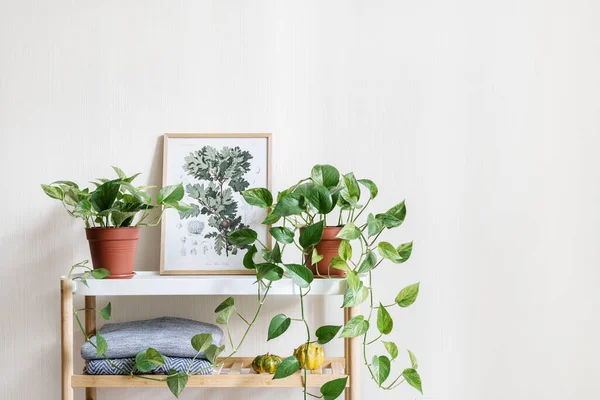 Plantas Sala Verdes Vaso Flores Moldura Com Ilustração Botânica Vintage — Fotografia de Stock