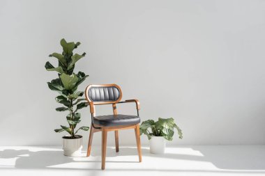 Seramik saksılarda seramik ev bitkileri parlak bir odada siyah minimalistlerle ve çağdaş koltuklarla duruyordu. Lyrata ağacının yanındaki rahat sandalye ve modern dairede kalathea, kopyalama alanı