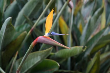 Ekotik ve tropik cennet kuşu. Botanik bahçesindeki güzel ve turuncu strelitzia 'yı kapatın. Parkta çiçek açan turna çiçekleri yeşil yemyeşil yemyeşil arka planda fotokopi alanı ile bulanık arkaplandalar.