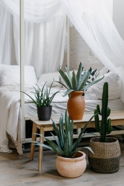 Hasır sepetin içindeki kaktüs, ahşap bankın yanında yeşil sulu saksılarla duruyor. Ev dekorasyonu ve ev bitkileri konsepti. Parlak yatak odası dikey görünümü bohem tarzında bitkiler ve rahat yatak