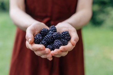 Olgun böğürtlen gösteren dişi çiftçi elleri bulanık arka planda, sağlıklı beslenme konsepti, seçici odaklanma