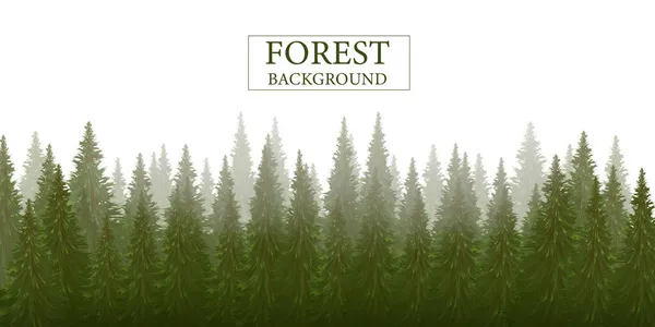 Orman silueti arka plan, doğa, manzara. Evergreen kozalaklı ağaçlar. Çam, çam, Noel ağacı.