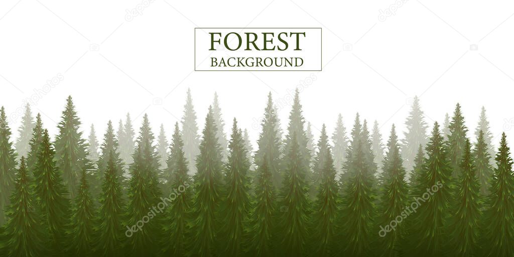 Forest silhouette background, nature, landscape. Evergreen coniferous trees. Pine, spruce, christmas tree.