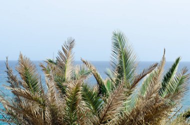 green leaves of palm trees near the coast. clean sky, sunny and hot day on the beach. beautiful tropical background. horizon line over the sea