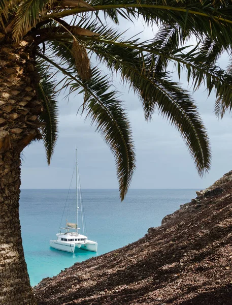 Catamarã Debaixo Uma Palmeira Conceito Destino Viagens Agradáveis Tranquilas Atividades — Fotografia de Stock