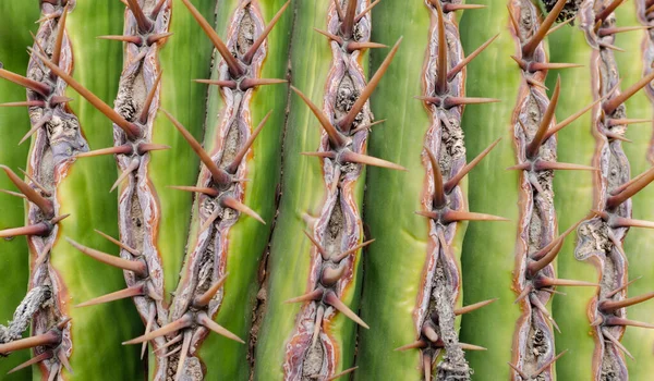 Textuur Van Een Gestreepte Cactus Close Van Een Buitenplant Concept — Stockfoto