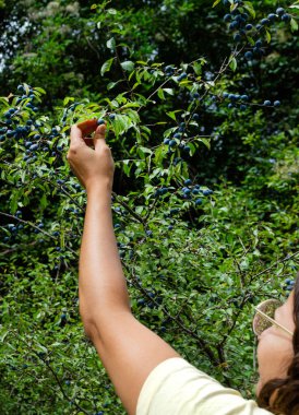 Gözlüklü, ağaçtan yabanmersini toplayan tanınmamış bir kadın. Bilge çiftçi ağacın kalitesini ve durumunu araştırır.. 