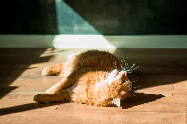Sílhueta de gato vermelho na luz solar. Pet deitado no chão sob a luz do sol com a boca aberta. Relaxe em casa quente — Fotografia de Stock