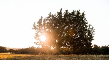 Tarlada büyüyen yalnız bir ağaç. Gün ışığında ağacın altında oturan adam. Yenilenebilir enerji ve sürdürülebilir kaynaklar. Doğada rahatla. Yalnız oturan ve sakin meditasyon yapan bir adam. Sürdürülebilir konsept