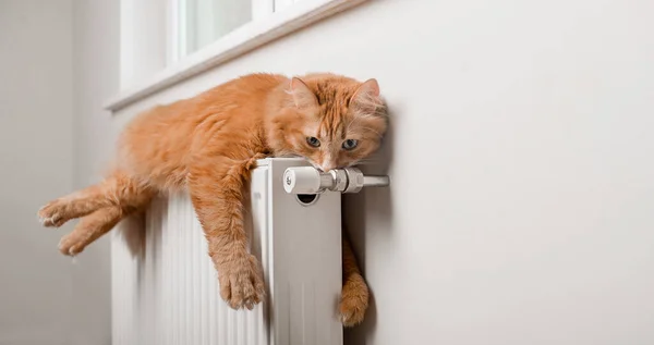 Giner dikke kat knuffel radiator. Fluffy rode kat liggend op warme radiator in witte kamer interieur. Verwarming — Stockfoto