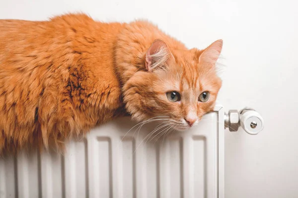 Rode pluizige kat ontspannen op een warme radiator. Gember huisdier liggend op verwarming radiator. Witte radiator. Warm en comfortabel voor huiskat — Stockfoto