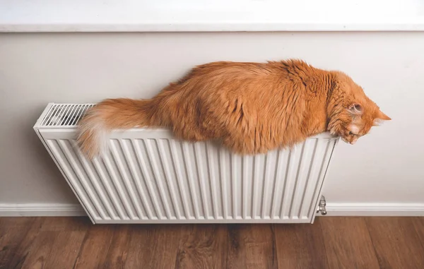 Домашняя кошка отдыхает в теплой квартире. Пушистый красный кот на теплом радиаторе. Большое рыжее домашнее животное на белом обогревателе. — стоковое фото