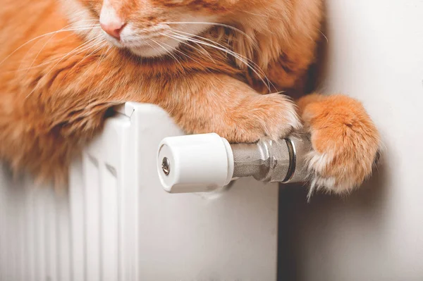 Рыжие кошки лапы на нагревательный радиатор. Регулировка термостата нагревателя, бытовая концепция. Теплая и расслабленная концепция — стоковое фото