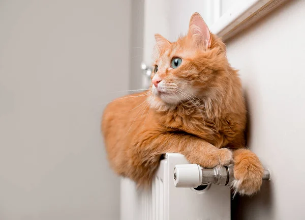 Gato vermelho com olhos azuis relaxando em um radiador quente no interior da casa branca. Pet está deitado no aquecedor — Fotografia de Stock