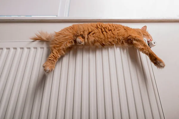 Huiskat slaapt op radiator op grappige pose. Met poten naar beneden. Grote gember pluizige kat ontspannen op kachel. Huis en comfortabel leven concept — Stockfoto