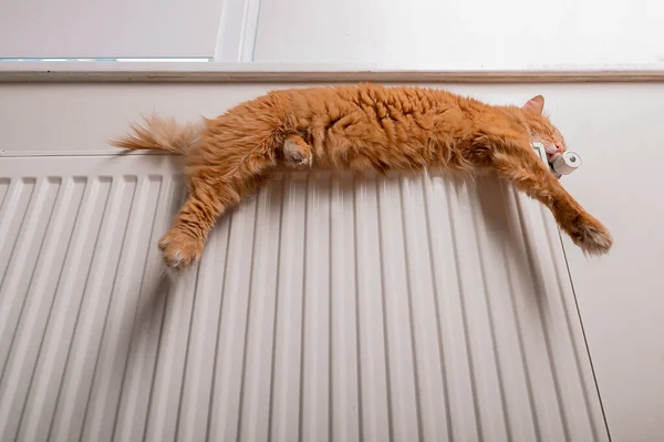 Katze schläft auf Heizkörper in lustiger Pose. Mit herunterhängenden Pfoten. Große Ingwer flauschige Katze entspannt auf Heizung. Wohn- und Komfortkonzept — Stockfoto