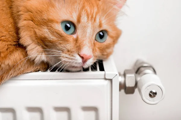 Рыжая кошка отдыхает на теплом белом радиаторе. Регулировка термостата нагревателя, бытовая концепция. Домашнее животное. Животное — стоковое фото