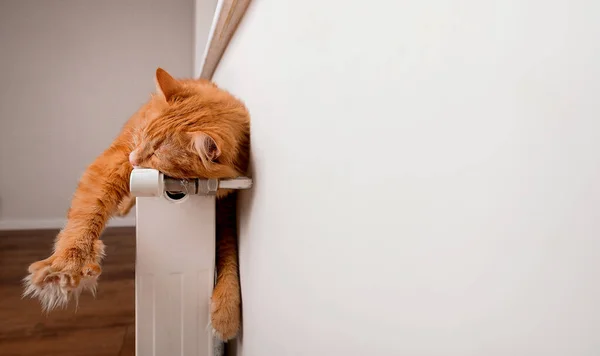 Gato de gengibre bonito está dormindo em radiador quente com parede branca. O conceito de animais de estimação. Banner para website. Relaxe calma e paz para o animal — Fotografia de Stock