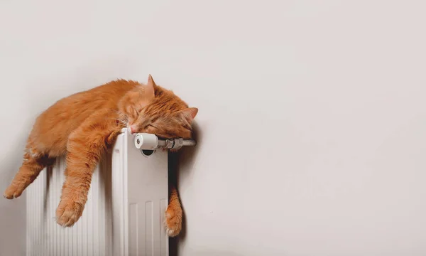 Рыжая кошка спит в смешной позе. Пушистый красный кот на теплом радиаторе у белой стены. Расслабляюсь дома. Животный кот. Отопление — стоковое фото
