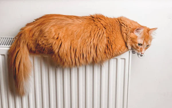 Portret van een dikke kat die thuis op een radiator ligt. Verwarming en warm voor huiskat — Stockfoto
