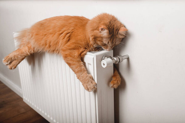 Пушистый красный кот лежит на теплом радиаторе. Рыжая кошка обнимает обогревателя. Забавная картина домашнего животного