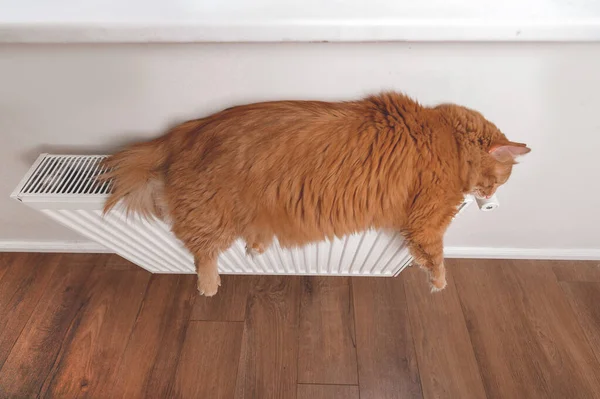 Толстый оранжевый пушистый кот лежит на белом радиаторе. Теплая и комфортная жизнь. Животный кот расслабился дома — стоковое фото