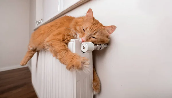 Gato vermelho de descanso engraçado no radiador quente. Gato esticado sonolento, animal de estimação relaxado preguiçoso. Animal divertido — Fotografia de Stock