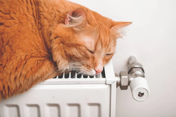 Rode kat huisdier ontspannen op een warme radiator — Stockfoto