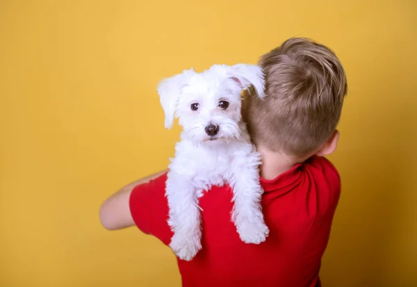 Närbild hund ansikte på childs axlar. Porträtt av en grabb som kramar en vit liten hund. Pojke med bästa vän husdjur. Närvarande eller gåva på födelsedagen — Stockfoto
