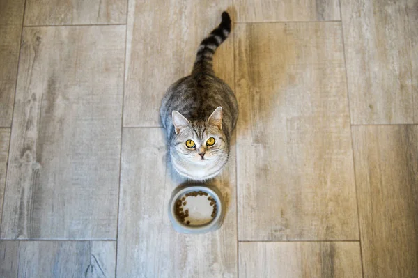 Widok z góry. Szary kot z wielkimi żółtymi oczami prosi o więcej jedzenia. kot stojący obok karmienia z karmą dla zwierząt domowych patrząc w górę na aparat miowing z miejsca kopiowania — Zdjęcie stockowe