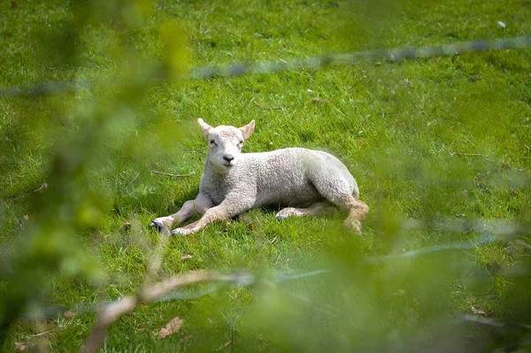 Little lamb on green grass. Lamb on a meadow relax. Animal outdoors.