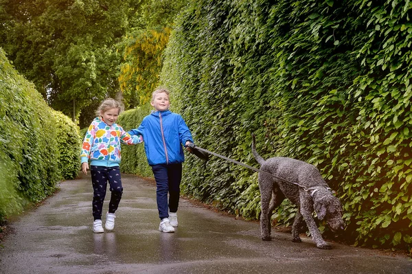 快乐的孩子们带着宠物狗在公园里散步 爱抚着爱抚着 谈着话 朋友照顾动物 带着狗散步的男孩和女孩 — 图库照片
