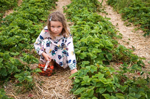 Girl with basket gathering strawberry in the field farm. Little kid eat fresh fruits from garden. Happy child .