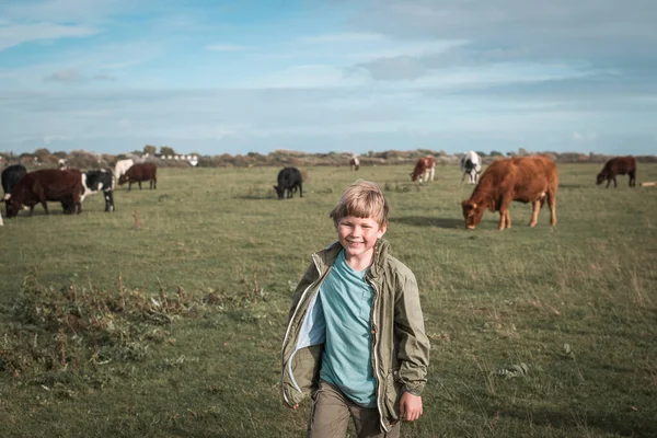 勇敢的学童和奶牛在田野里散步 金发小男孩正在看乡间的一群奶牛 图像与色调 儿童和动物 — 图库照片